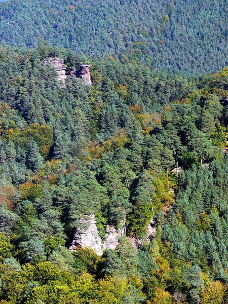 Mooi Botanisch Schot Natuurlijk Behang — Stockfoto