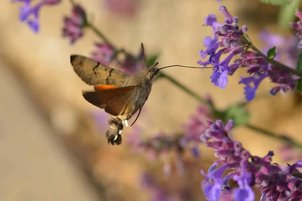 Hummingbird Falcão Traça Voo Uma Flor — Fotografia de Stock