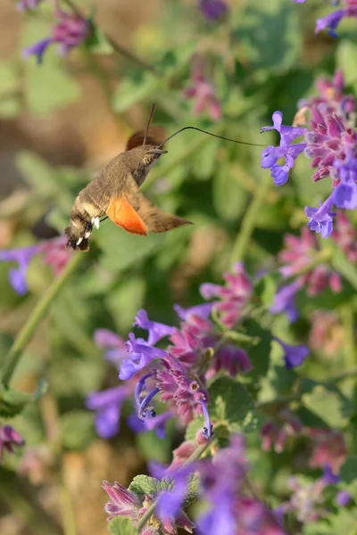 Hummingbird hawk-moth in flight on a flower