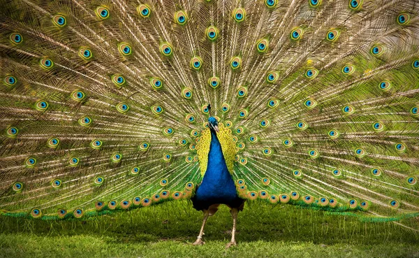 Peafowl Mutatja Eleganciáját — Stock Fotó