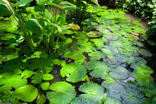 Flora Species Bali — Stock Photo, Image