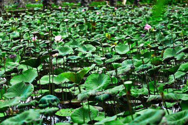 Flora Und Fauna Auf Bali — Stockfoto