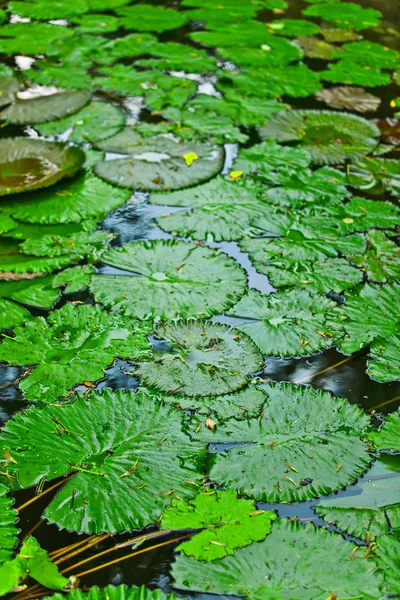 Espécies Flora Bali — Fotografia de Stock