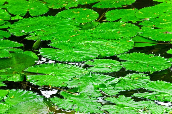 Flora Und Fauna Auf Bali — Stockfoto