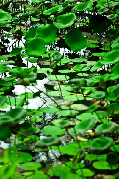 Espécies Flora Bali — Fotografia de Stock