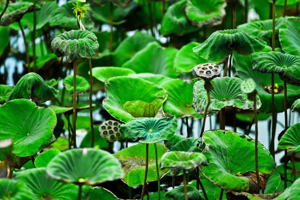 Flora Species Bali — ストック写真