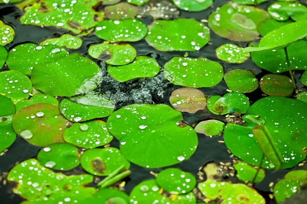 Flora Species Bali — ストック写真