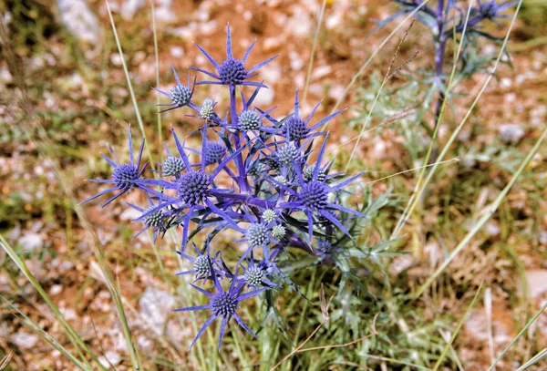 Blaue Distel Wildblume Sommer — Stockfoto