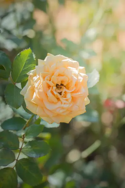 Rosor Trädgården Rosor Vackra Med Vacker Solig Dag — Stockfoto