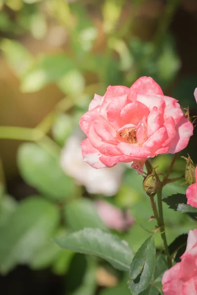 Rózsa Kertben Rózsa Gyönyörű Egy Gyönyörű Napsütéses Nap — Stock Fotó