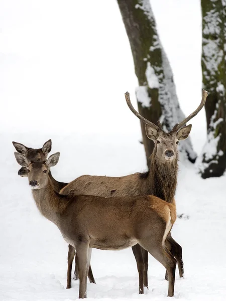 Cerf Rouge Famille Hiver — Photo