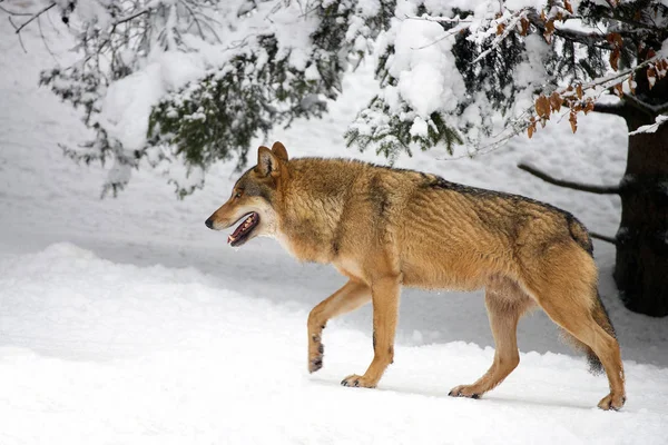 Vlk Lese Zimě — Stock fotografie