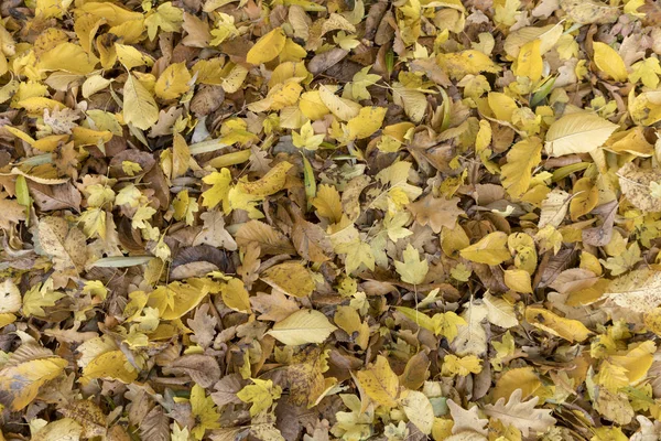 Outono Folhas Coloridas Árvores Bordo Moldura Completa Como Fundo — Fotografia de Stock