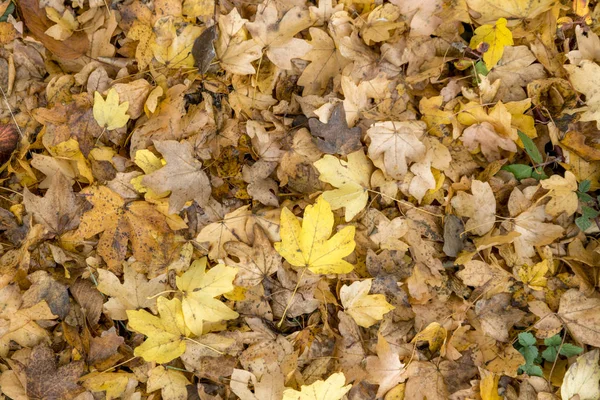 Höstens Färgglada Löv Lönn Träd Fullformat Som Bakgrund — Stockfoto