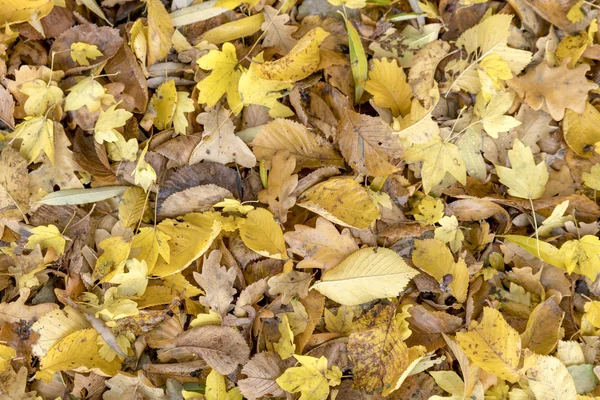 Herbstlich Bunte Blätter Von Ahornbäumen Vollbild Als Hintergrund — Stockfoto