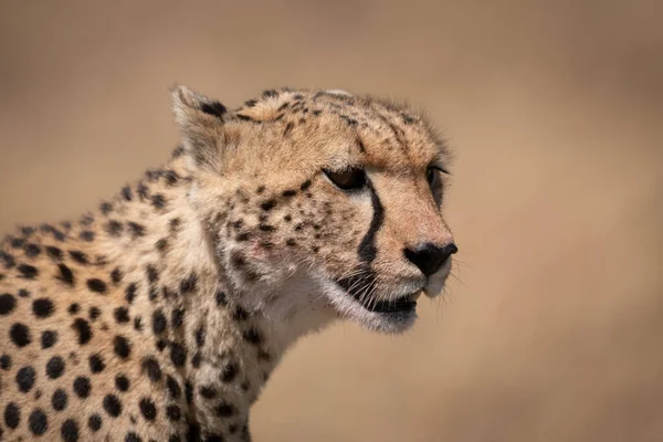 Close Cheetah Head Bloody Face — Stock Photo, Image