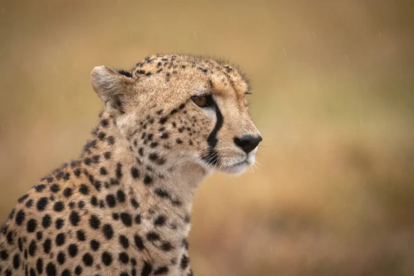 Gros Plan Guépard Sous Pluie Face Droite — Photo