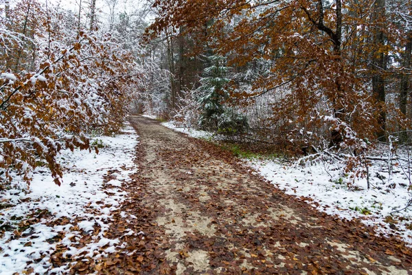 Invierno Bosque —  Fotos de Stock