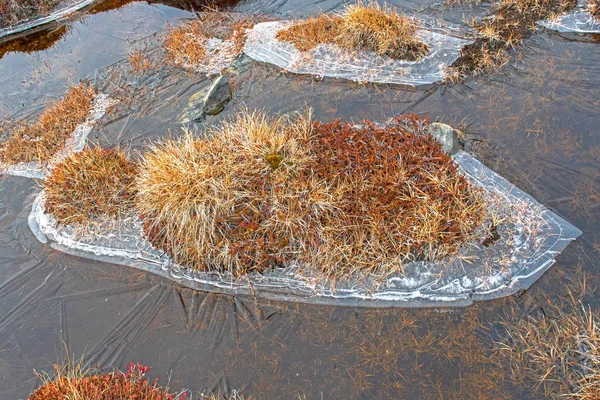 Eau Gelée Végétation Toundra Automne Long Fjord Glace Ilulissat Groenland — Photo