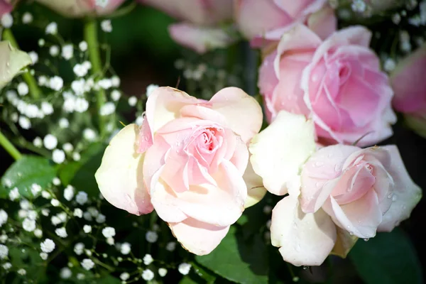 Schöne Botanische Aufnahme Natürliche Tapete — Stockfoto