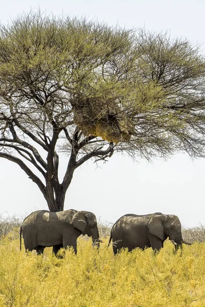 Namibia Parque Nacional Etosha Elefante — Foto de Stock