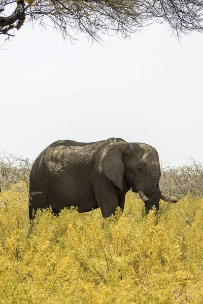 Namibie Parc National Etosha Éléphant — Photo