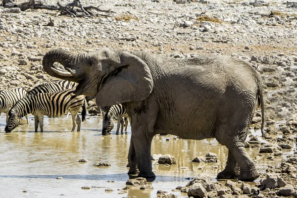 Namibia Etosha Nationalpark Elefant — Stockfoto