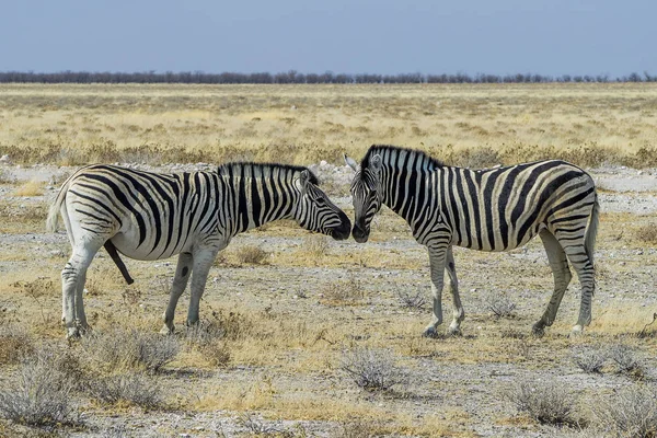 Namibia Parco Nazionale Etosha Mountain Zebra — Foto Stock