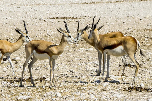 Namibia Parco Nazionale Etosha Impala — Foto Stock
