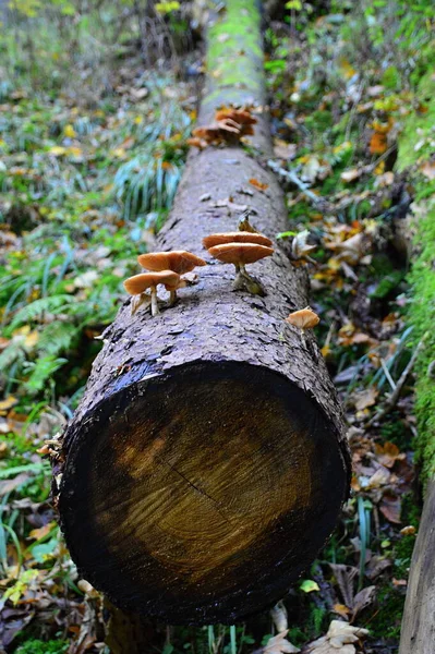 Harz Almanya Daki Dağlar — Stok fotoğraf