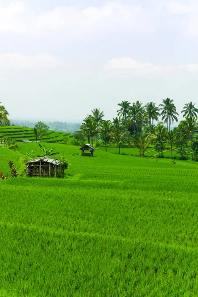 Terraços Arroz Bali — Fotografia de Stock