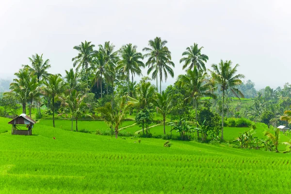 Terrazas Arroz Bali — Foto de Stock