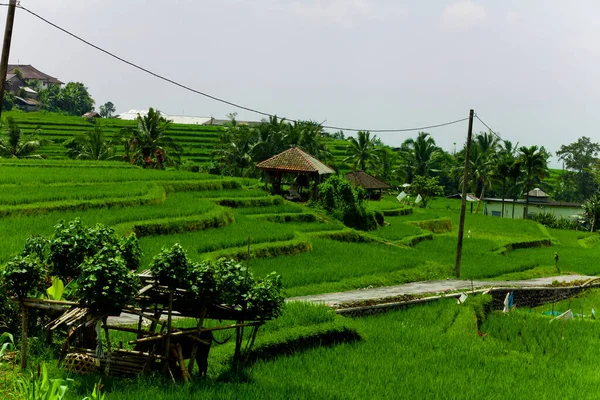Reisterrassen Auf Bali — Stockfoto
