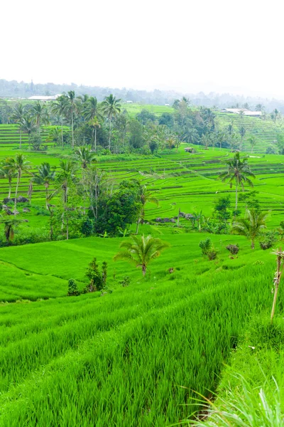 Terraços Arroz Bali — Fotografia de Stock