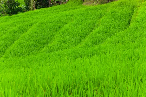 Terraços Arroz Bali — Fotografia de Stock