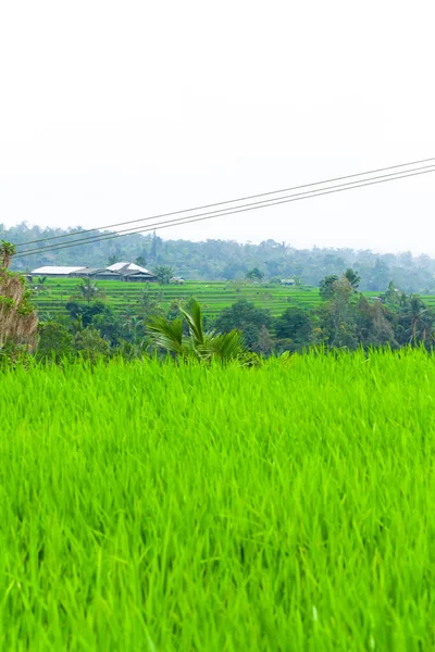 Rýžové Terasy Bali — Stock fotografie