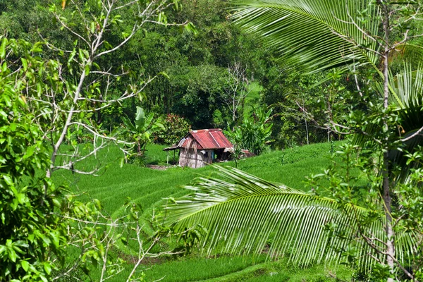 Rice Terraces Bali — Stock Photo, Image