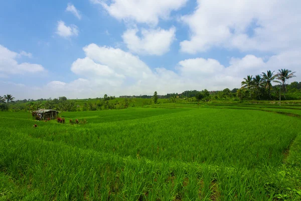 Terrasses Riz Bali — Photo