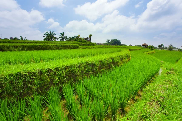 Terrazas Arroz Bali — Foto de Stock