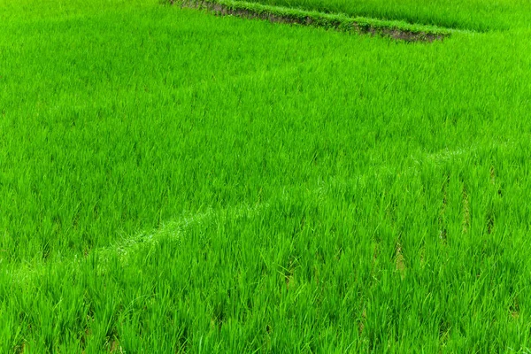 Рисові Тераси Балі — стокове фото