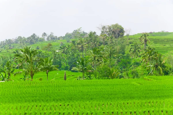 Terrasses Riz Bali — Photo