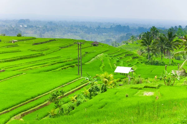 Terrasses Riz Bali — Photo