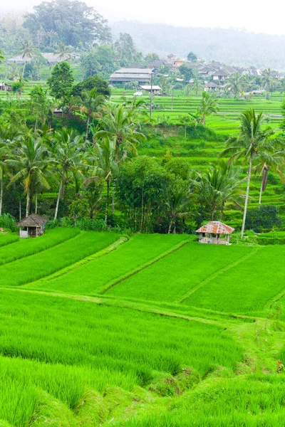Rizsteraszok Balin — Stock Fotó