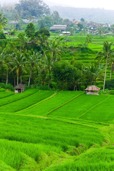 Rizsteraszok Balin — Stock Fotó