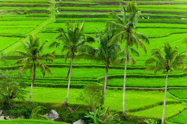 Rice Terraces Bali — Stock Photo, Image