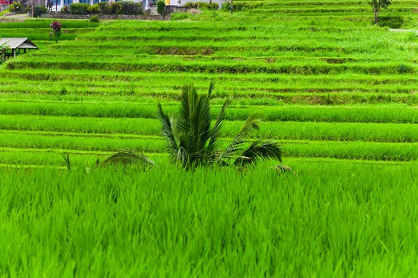 Terraços Arroz Bali — Fotografia de Stock