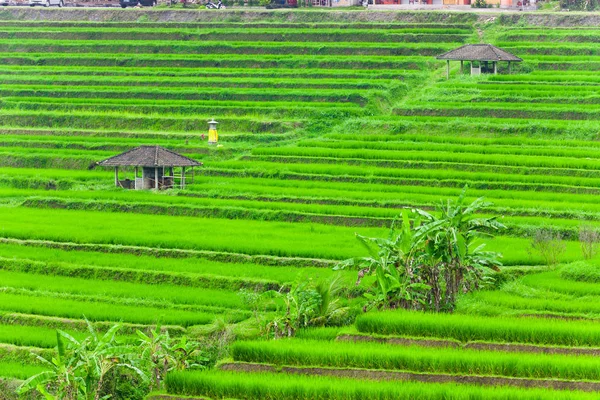 Terrazze Riso Bali — Foto Stock