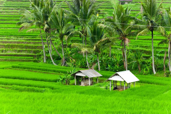 Terraços Arroz Bali — Fotografia de Stock