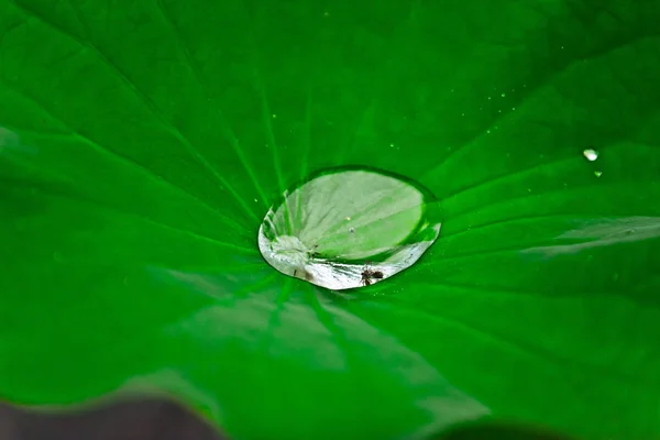 Espécies Flora Bali — Fotografia de Stock