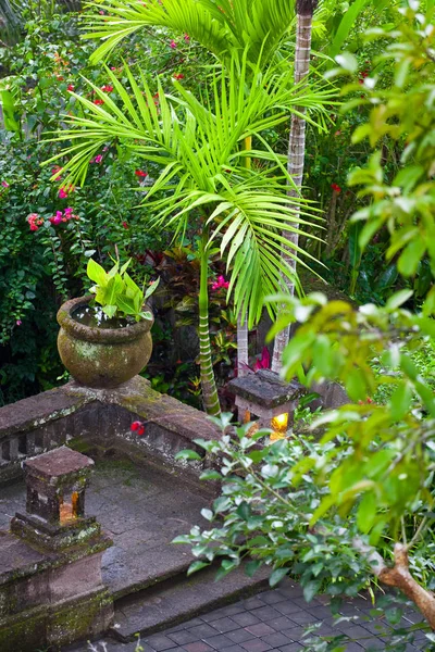 Espécies Flora Bali — Fotografia de Stock